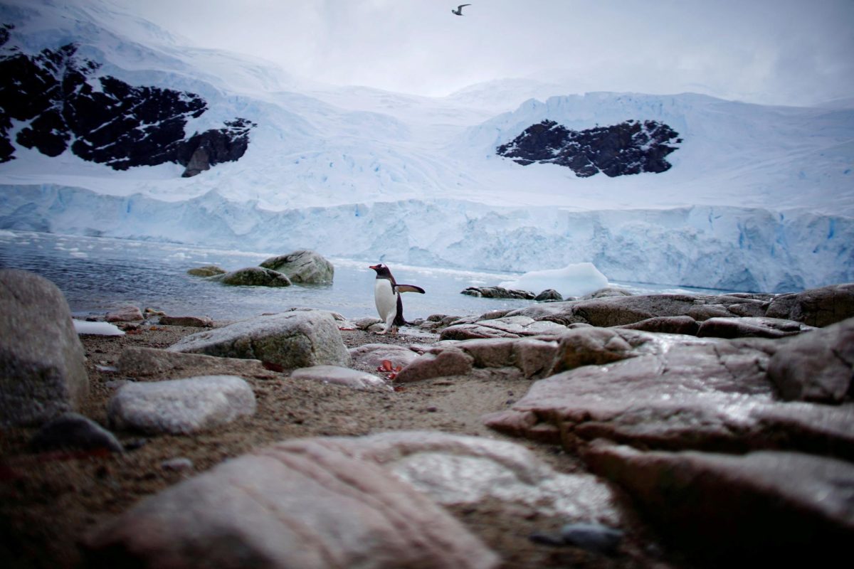 A penguin comes ashore in Neko Harbour, Antarctica, February 16, 2018. Reuters/Alexandre Meneghini