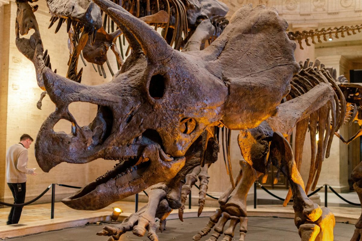 A picture of the fossilized Triceratops 