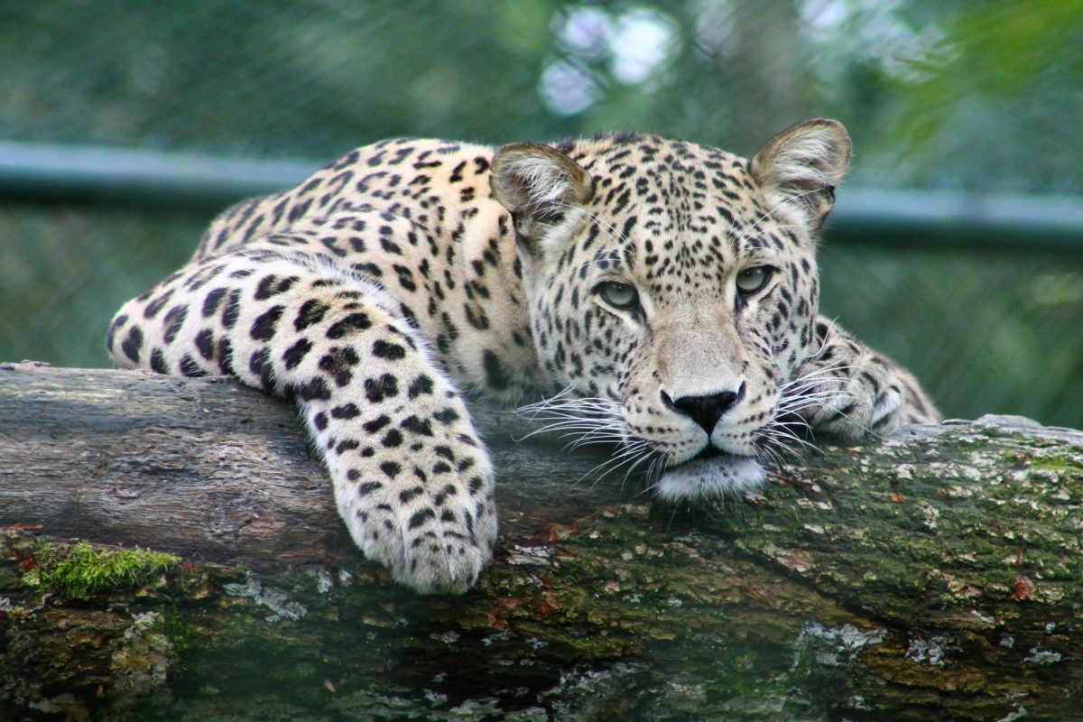 A Leopard resting on a log