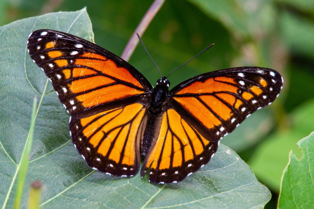 A viceroy butterfly on a leaf.