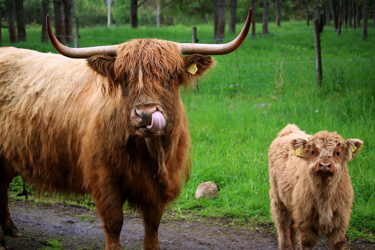 A Mama Highland with her baby looking towards the camera.