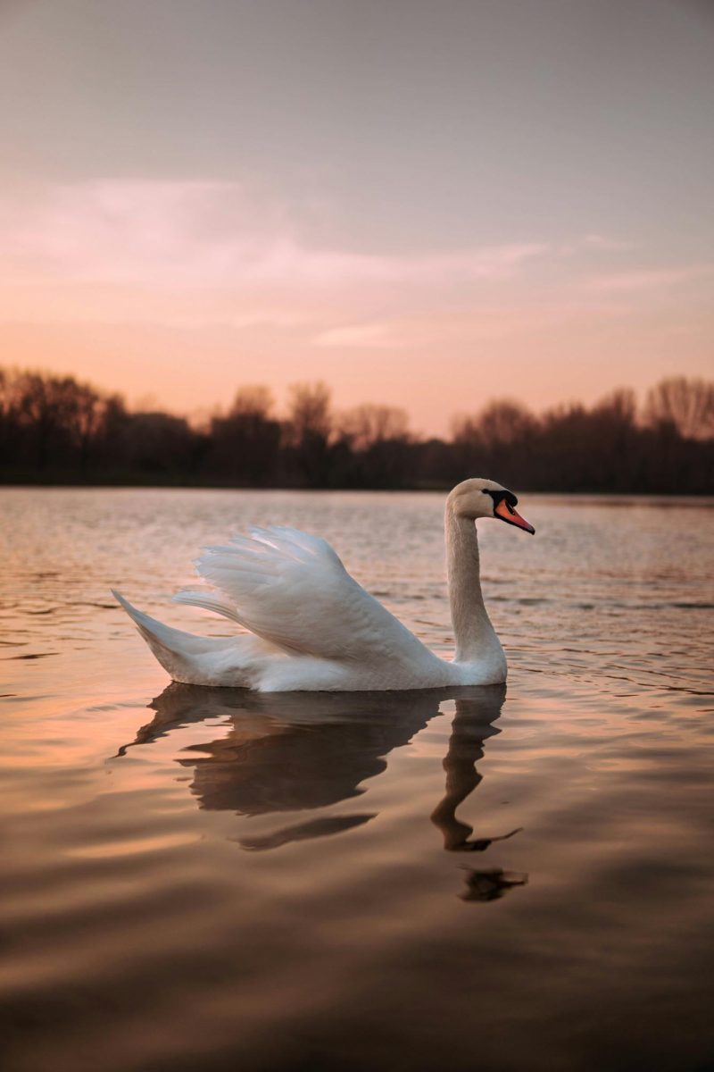 A Swan that's by the sunset.