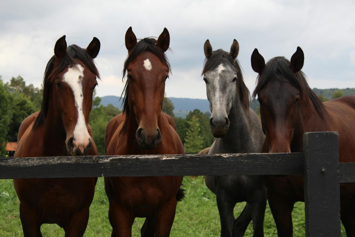 a couple of horses looking at the camera