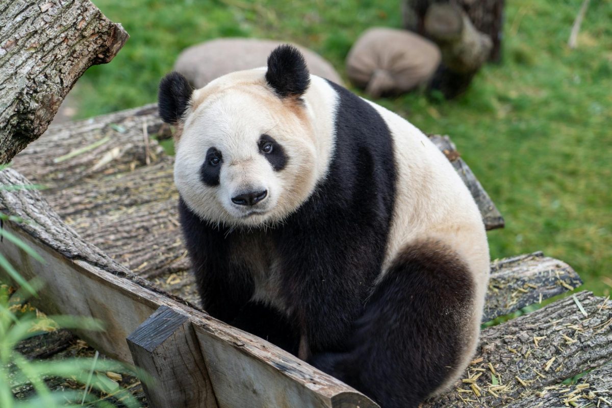 A panda at the zoo in Copenhagen, Denmark.