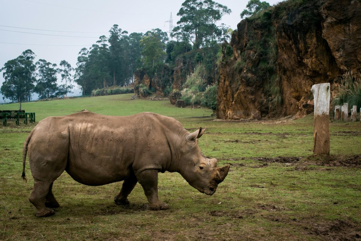 A Northern White Rhino walking.