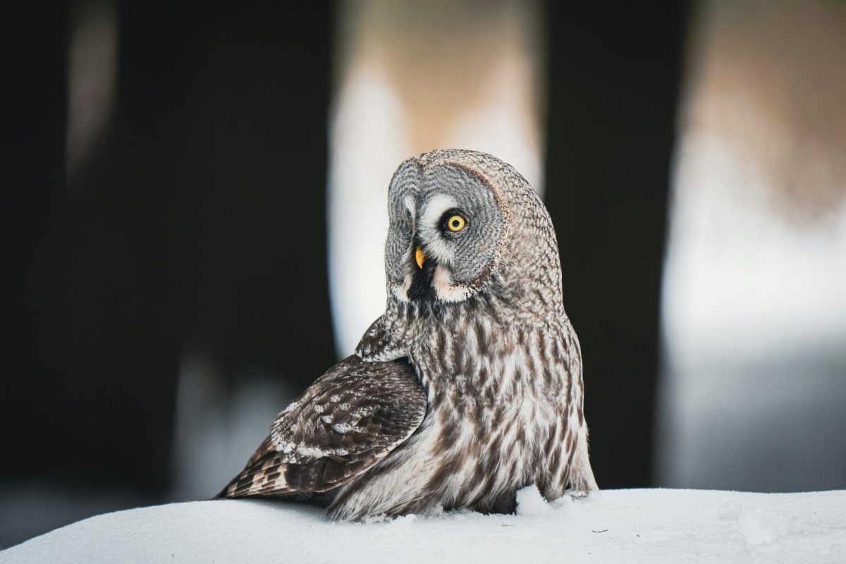 Travelling Great grey owl on the hunt in a park in Moscow