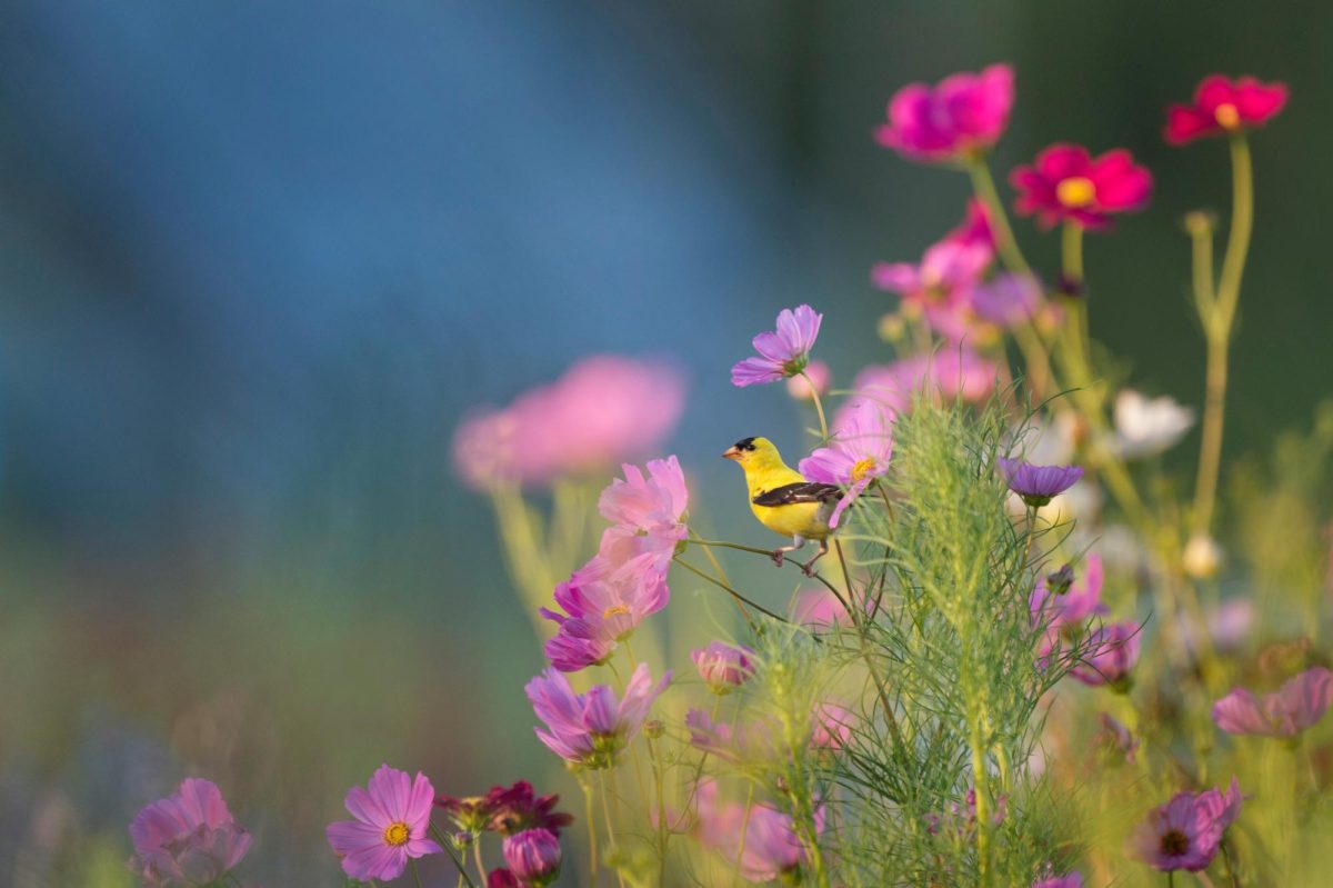 Bird perched on flowers

