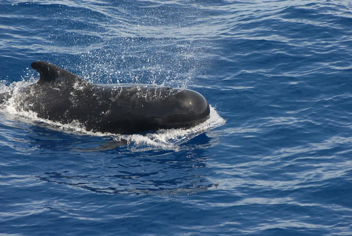 Pilot Whales